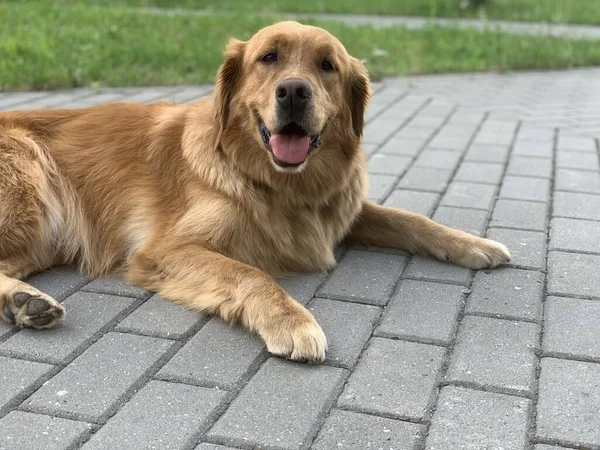 Cheerful dog Golden Retriever lies on the pavement and smiles broadly