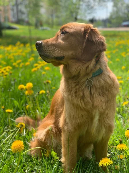 黄金猎犬坐在一片黄色的蒲公英上环顾四周 — 图库照片