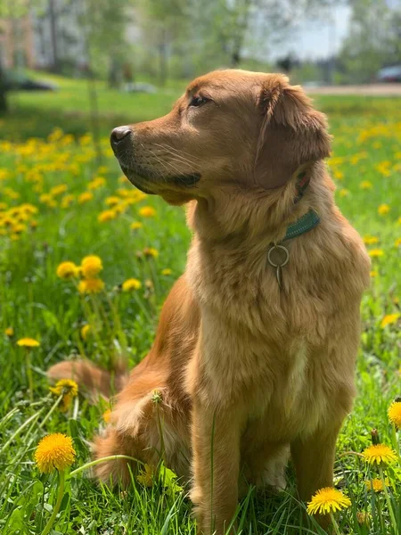 Golden Retriever Sarı Karahindiba Tarlasında Oturur Etrafına Bakar — Stok fotoğraf