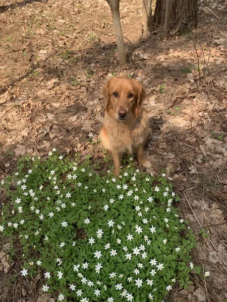 Ein Goldfarbener Hund Sitzt Inmitten Der Ersten Weißen Blüten Des — Stockfoto