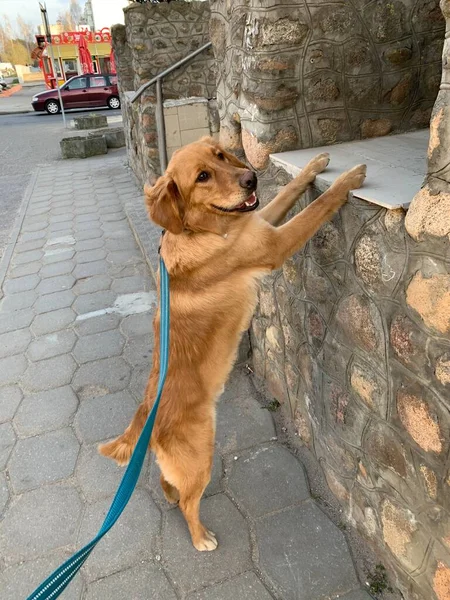 Egy Boldog Kutya Golden Retriever Áll Hátsó Lábán Megpróbál Ugrani — Stock Fotó