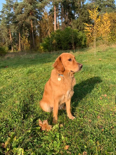 Gyönyörű Díszített Piros Színű Kutya Golden Retriever Napkeltekor Réten — Stock Fotó