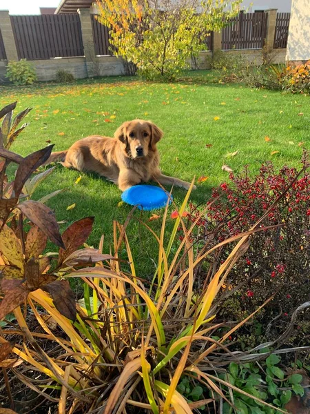 Der Hund Blickt Die Linse Und Liegt Den Farbigen Herbstbüschen — Stockfoto