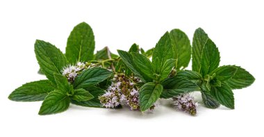 Yeşil nane ve çiçek yaprakları beyaz bir arkaplanda izole edilmiş..