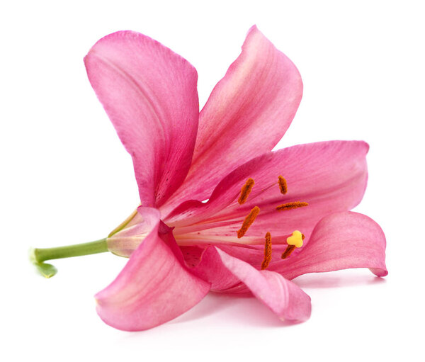 One pink lily isolated on a white background.