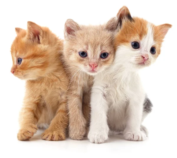 Drie Rode Katten Geïsoleerd Een Witte Achtergrond Rechtenvrije Stockafbeeldingen