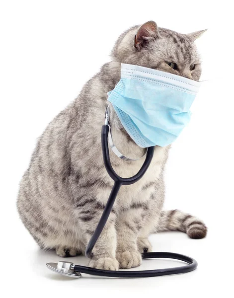 Γάτα Ιατρική Μάσκα Και Φωνοσκόπιο Που Απομονώνονται Λευκό Φόντο — Φωτογραφία Αρχείου