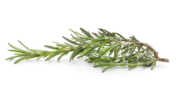 Branch Green Rosemary Isolated White Background — Stock Photo, Image