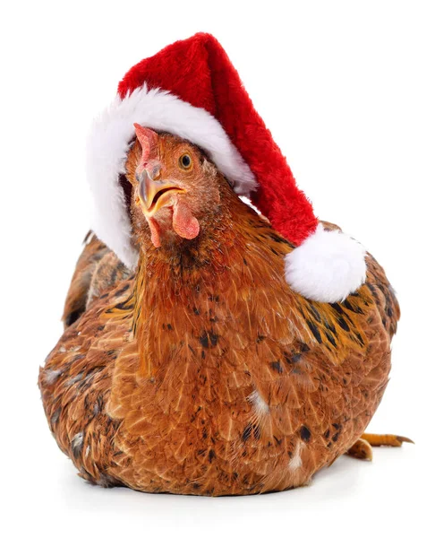 Poulet Chapeau Noël Isolé Sur Fond Blanc — Photo