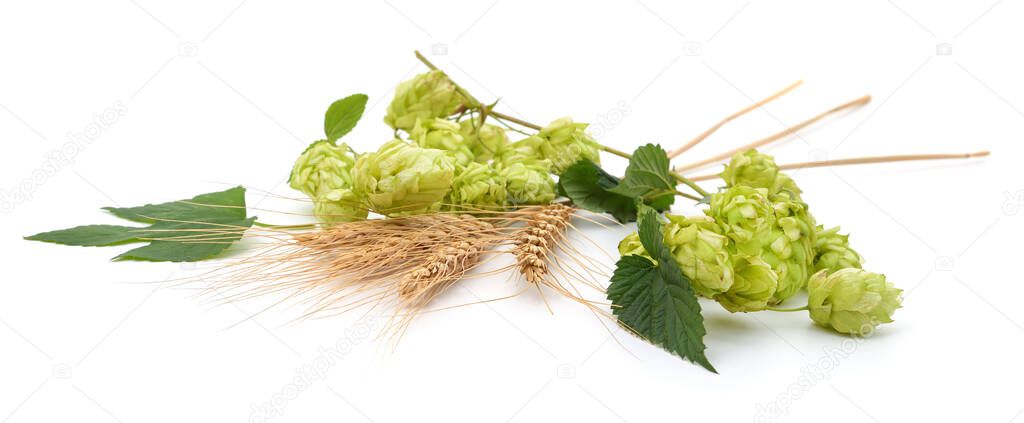 Green hops and spikelets isolated on a white background.