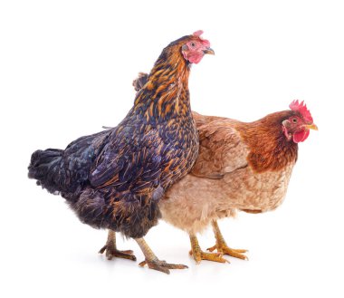 Beyaz arka planda iki büyük tavuk izole edilmiş..