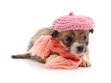Beyaz arka planda izole edilmiş şapka ve eşarplı bir köpek..