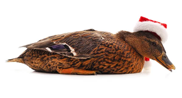 Weiße Ente Mit Weihnachtsmütze Auf Weißem Hintergrund — Stockfoto