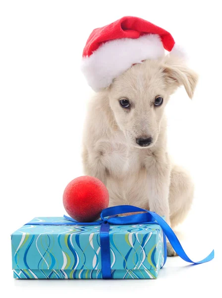 Cane Con Cappello Natale Regalo Isolato Sfondo Bianco — Foto Stock