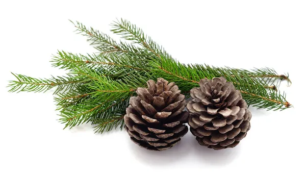 Cones Árvore Natal Isolado Fundo Branco — Fotografia de Stock