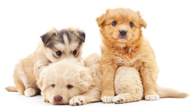 Beyaz arka planda benekleri olan üç güzel yavru..