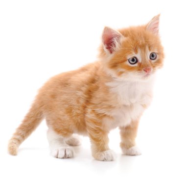 Beyaz arka planda izole edilmiş küçük kırmızı bir kedi yavrusu..