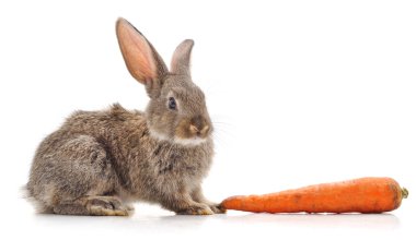 Beyaz arka planda izole edilmiş tavşan ve havuç..