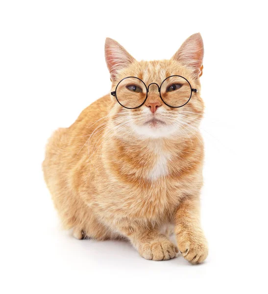 Gato Com Óculos Isolados Fundo Branco — Fotografia de Stock