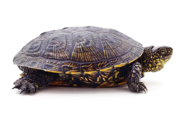 Beyaz Arka Planda Yabani Siyah Kaplumbağa — Stok fotoğraf
