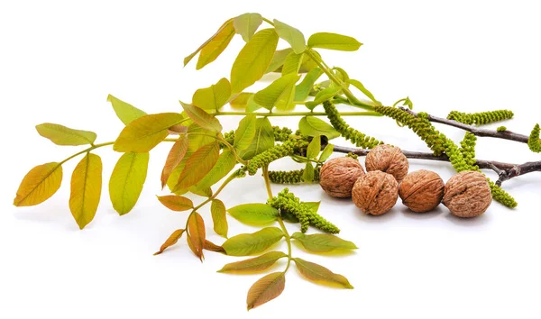 Grüne Nüsse Mit Blättern Auf Weißem Hintergrund — Stockfoto