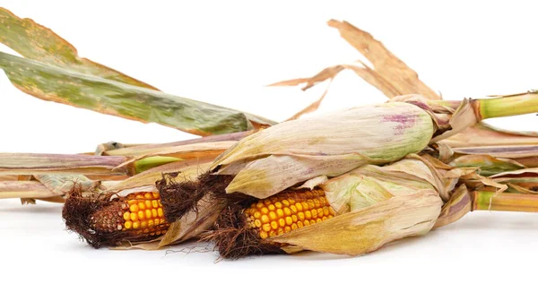 Суха Голова Кукурудзи Ізольована Білому Тлі — стокове фото