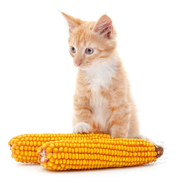 Kotě Kukuřice Izolované Bílém Pozadí — Stock fotografie