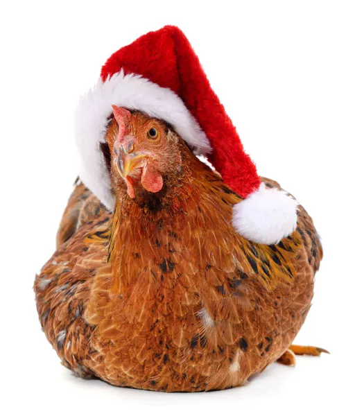 Poulet Chapeau Noël Isolé Sur Fond Blanc — Photo