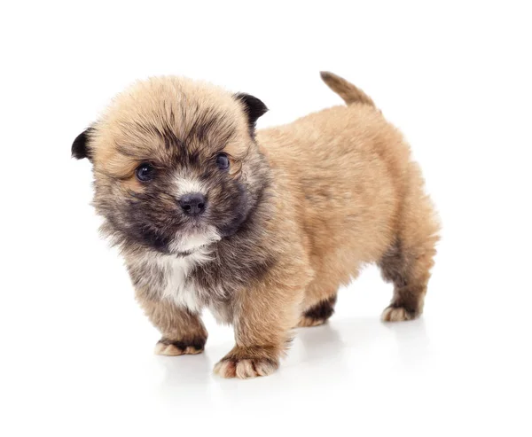 Beyaz Arka Planda Izole Edilmiş Küçük Bir Köpek Yavrusu — Stok fotoğraf