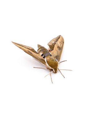 Beyaz bir arka plan üzerinde izole büyük kahverengi kelebek.