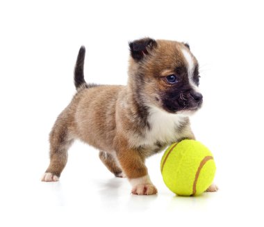 Beyaz arka planda izole edilmiş tenis topu olan küçük bir köpek yavrusu..