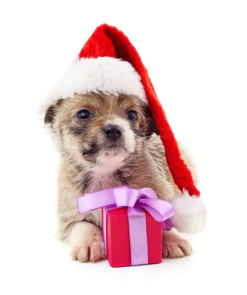 Dog Christmas Hat Gift Isolated White Background — Stock Photo, Image