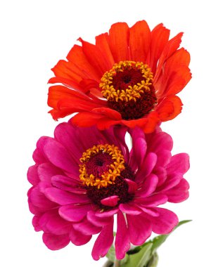 Beyaz arka planda iki pembe zinya..