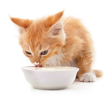 Kırmızı kedi yavrusu ve ekşi krema beyaz arka planda izole edilmiş..