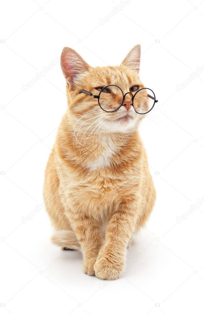 Cat with glasses isolated on a white background.