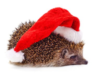 Beyaz arka planda izole edilmiş bir Noel şapkalı kirpi..