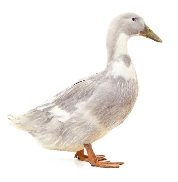 Weiße Schöne Ente Isoliert Auf Weißem Hintergrund — Stockfoto