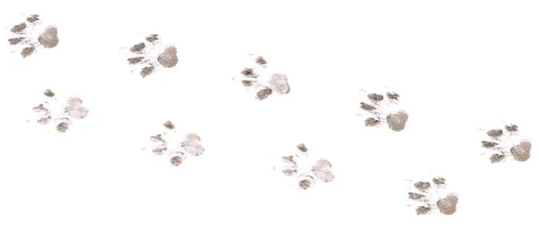 Dog Footprints White Background Isolated White Background — Stock Photo, Image
