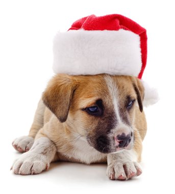 Beyaz arka planda izole edilmiş Noel şapkalı köpek..