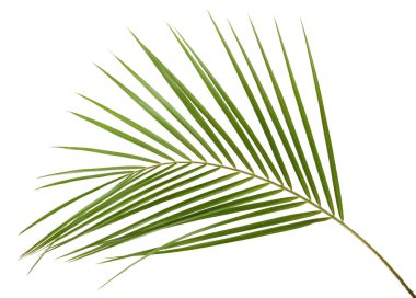 Bir eğreltiotu yaprağı beyaz arka planda izole edilmiş..