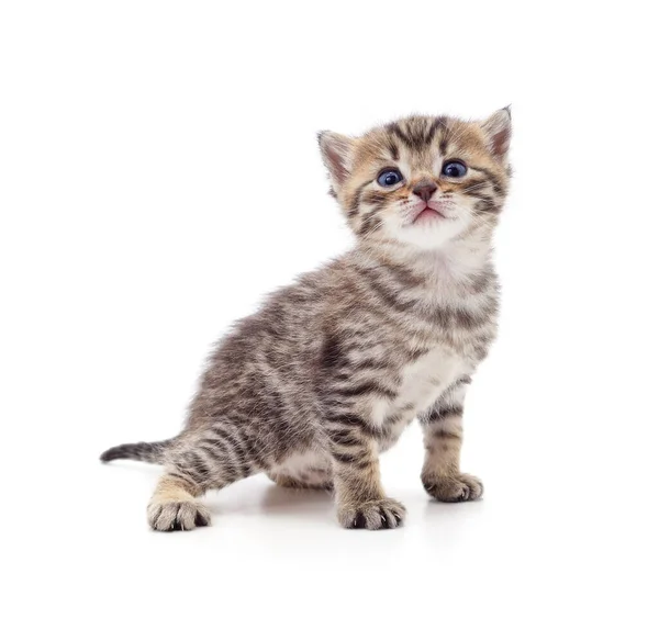 One Little Kitten Isolated White Background — Stock Photo, Image