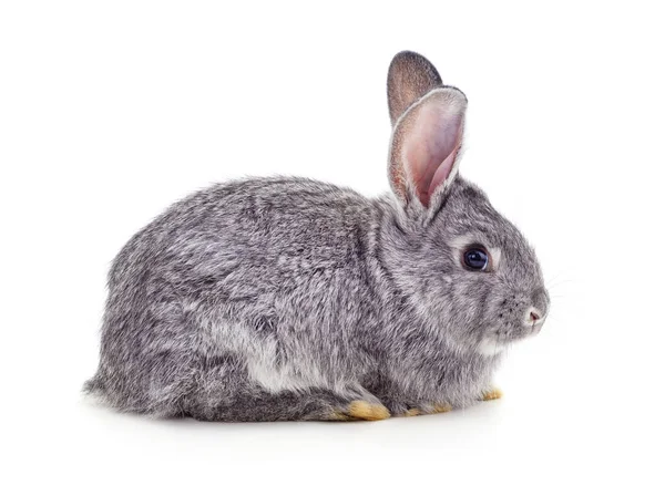 Graues Kaninchenbaby Isoliert Auf Weißem Hintergrund — Stockfoto