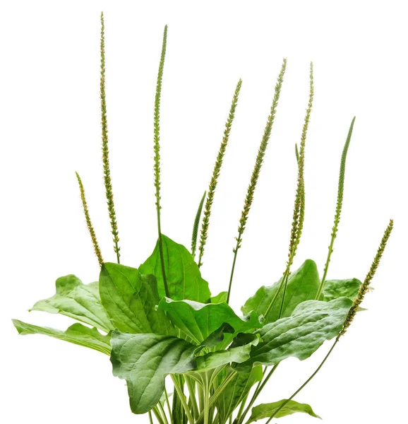 Zöld Növény Levél Izolált Fehér Alapon — Stock Fotó