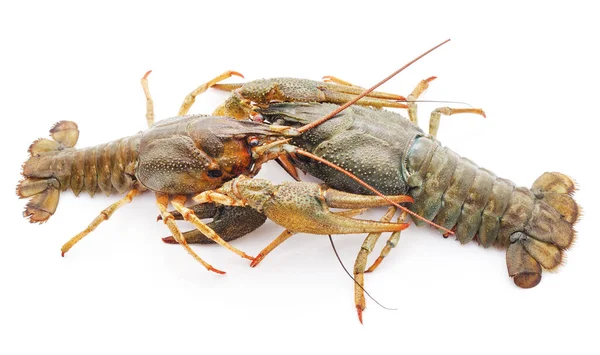 Two Crayfish Fighting Isolated White Background — Stock Photo, Image