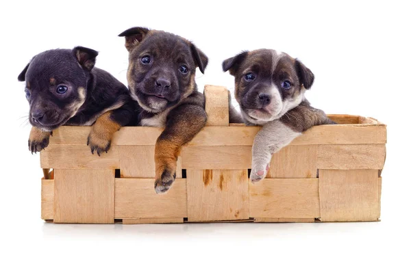 Tres Cachorros Una Cesta Aislada Sobre Fondo Blanco — Foto de Stock