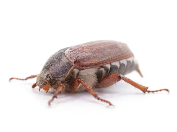 Bir Kahverengi Böcek Beyaz Arka Planda Izole Edilmiş — Stok fotoğraf