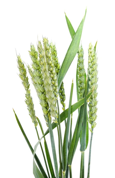 Green Ears Wheat Isolated White Background — Stock Photo, Image