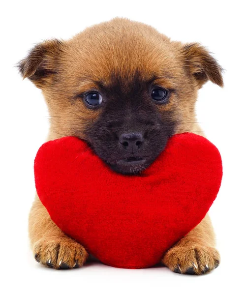 Puppy Heart Isolated White Background — Stock Photo, Image