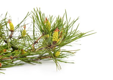 Beyaz arka planda izole edilmiş konileri olan Noel ağacı dalı.