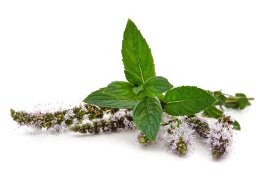 Beyaz arkaplanda izole edilmiş yeşil nane yaprakları.